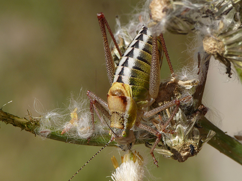 Phaneropteridae: Poecilimon cfr. superbus,  dalla Grecia